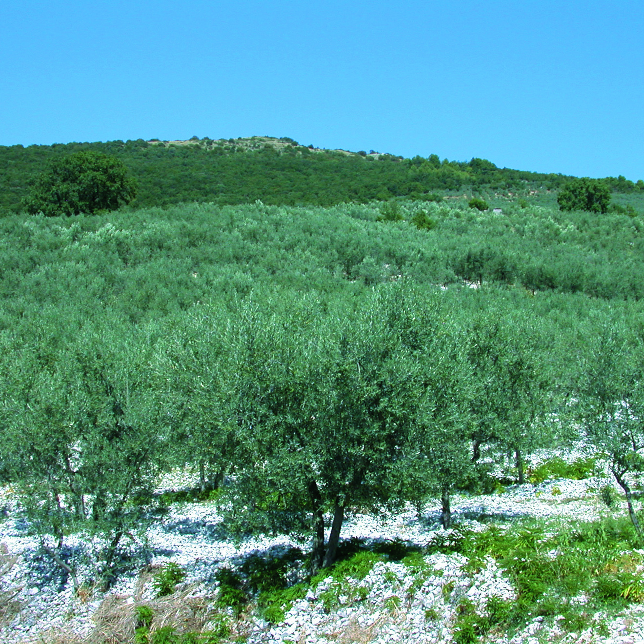 viola family olive tree