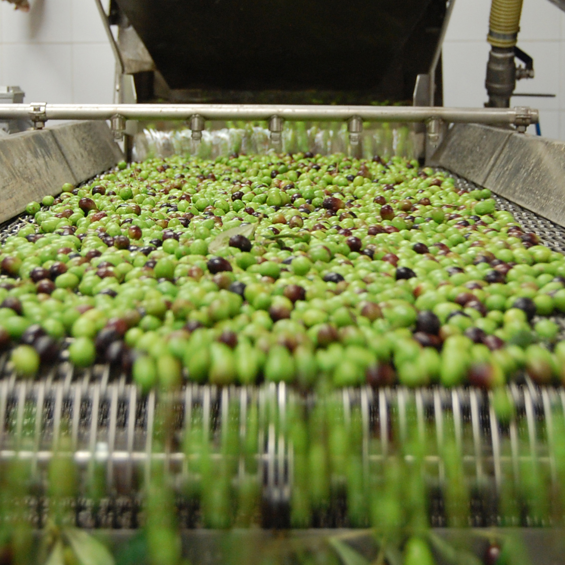 viola family olives process