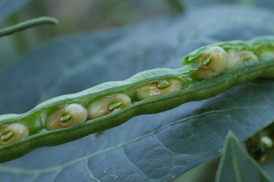 Natural legumes